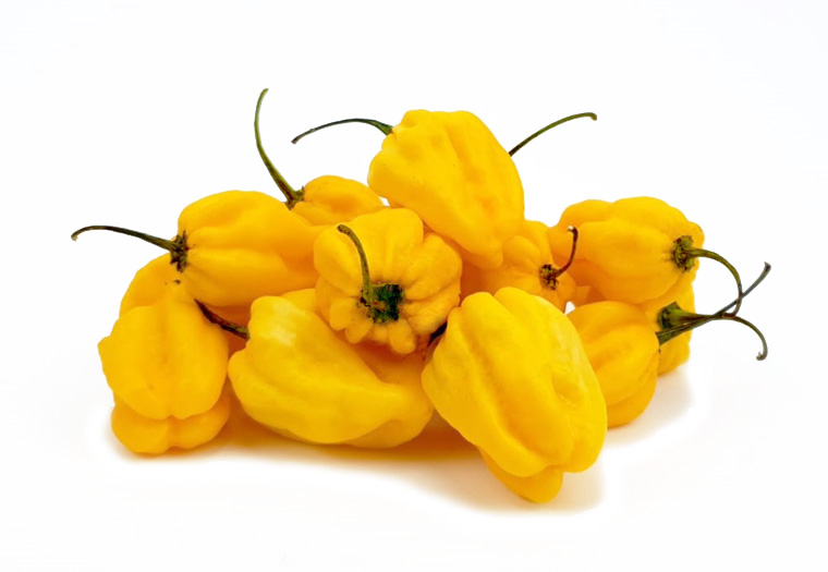 Madame Jeanette - Geel - Online Bestellen