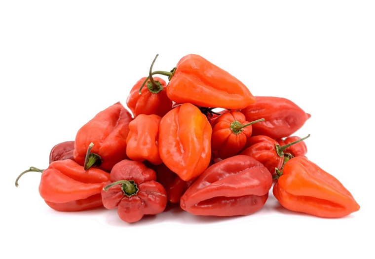 Madame Jeanette - Rood - Online Bestellen