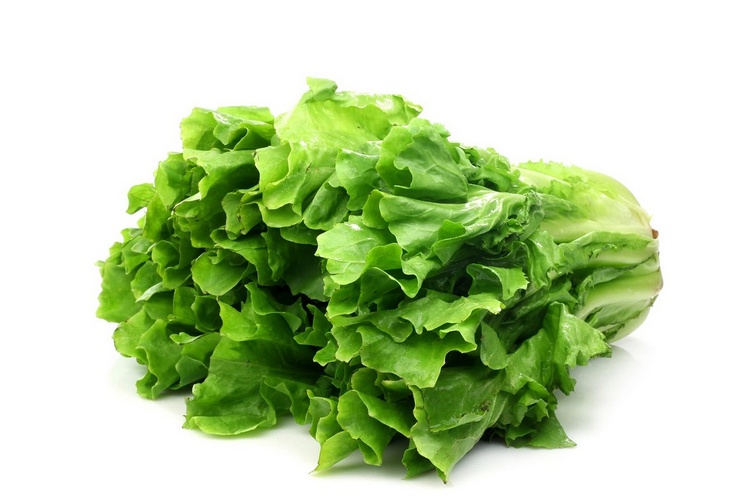 Koop Heerlijk Verse Andijvie Online bij Groentebroer.nl