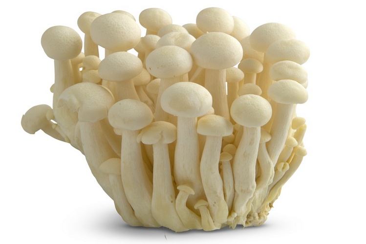Koop Witte Bundelzwammen bij de Specialist