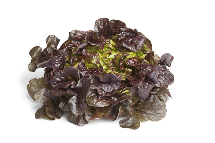 Bestel Online Eikenbladsla bij de Specialist