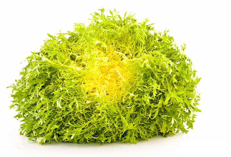 Koop Frisée Online | Krulandijvie bestellen
