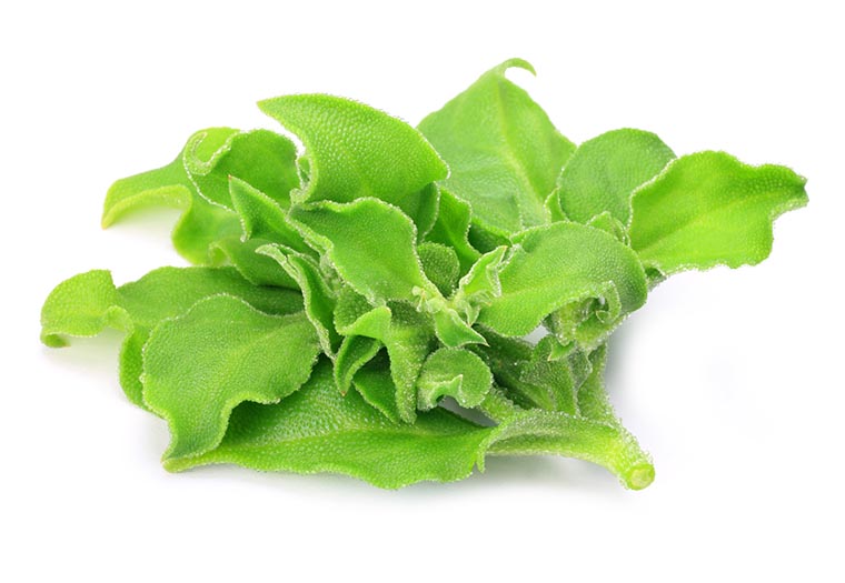 Koop Ijskruid bij de specialiast