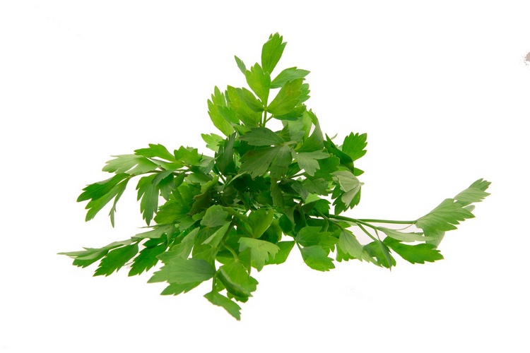 Pittig Maggi-/Lavaskruid Bestellen - Groentebroer.nl