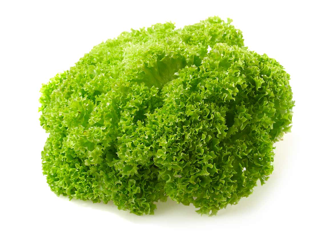 Groene Krulsla - Lollo Biondo Online Bestellen