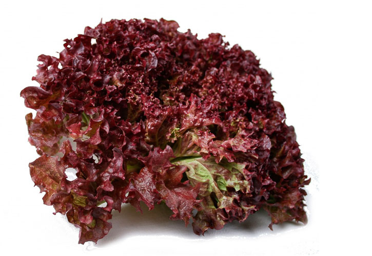 Rode Krulsla - Lollo Rosso Online Kopen