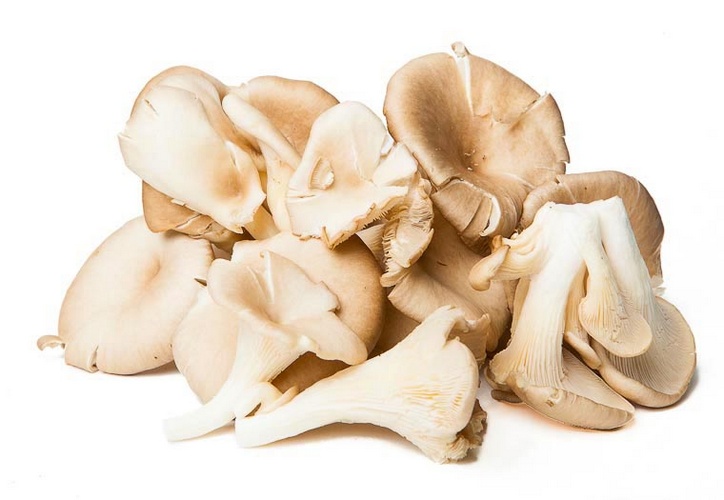 Oesterzwammen Online Kopen op Groentebroer.nl