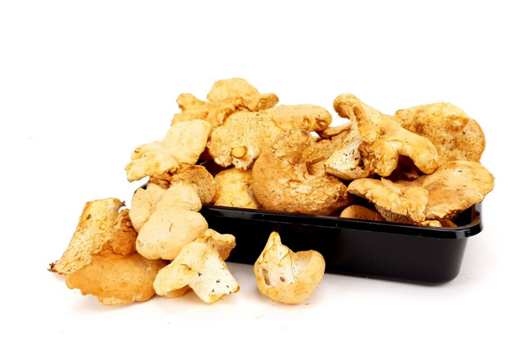 Koop Pied de Mouton bij de Paddenstoelenspecialist