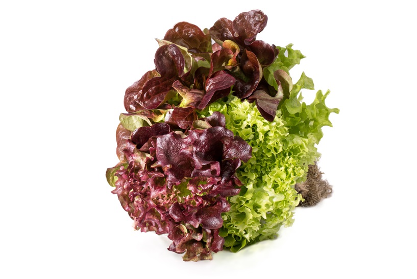 Koop Slatrio op Kluit bij de Online Groentespecialist