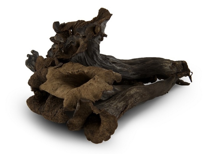 Trompette de la Mort paddenstoelen Online Bestellen