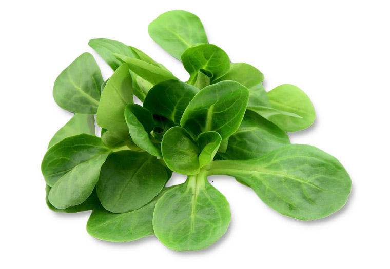 Online Veldsla Bestellen bij de Specialist