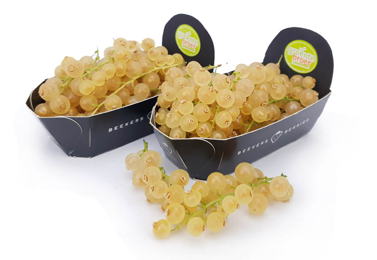 Witte Bessen Online Kopen bij de Fruitspecialist