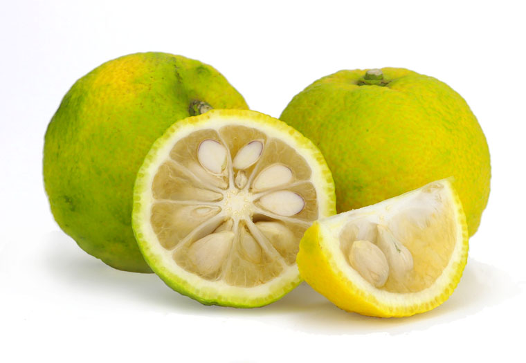 Koop verse Yuzu Citrusvruchten bij de Specialist