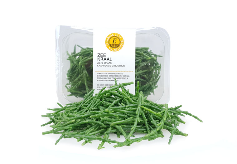 Bestel Echte Zeeuwse Zeekraal Online bij Groentebroer