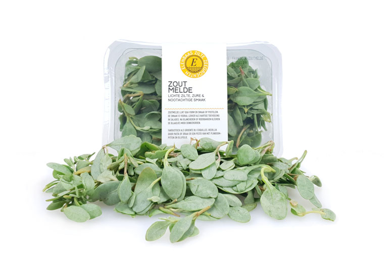 Zoutmelde Bestellen bij de Groentespecialist uit Zeeland